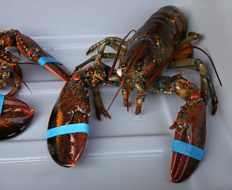 Fresh Lobster